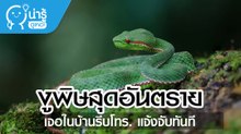งูพิษสุดอันตราย เจอในบ้านรีบโทร. แจ้งจับทันที