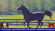 Old Is Gold (evergreen) T M Soundararajan Legend Vol 228   horse  song  1,
