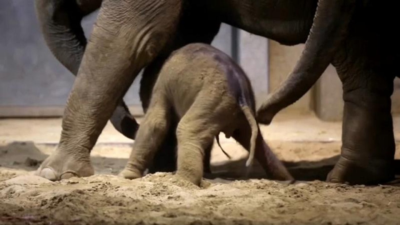 Elefantengeburt: Es ist ein Mädchen!