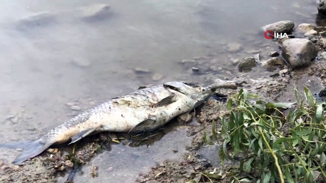 Bayramhacılı barajında tedirgin eden görüntüler... Yüzlerce balık kıyıya vurdu
