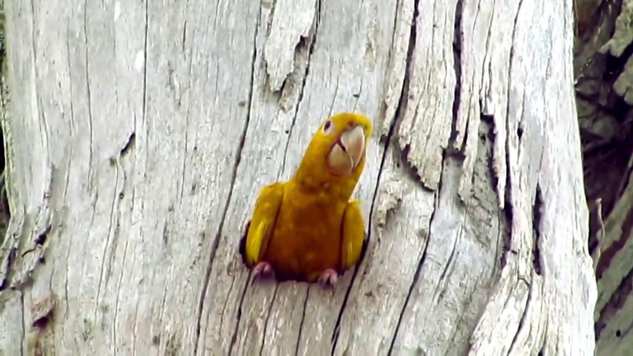 Most Beautiful Parrot species Worldwide