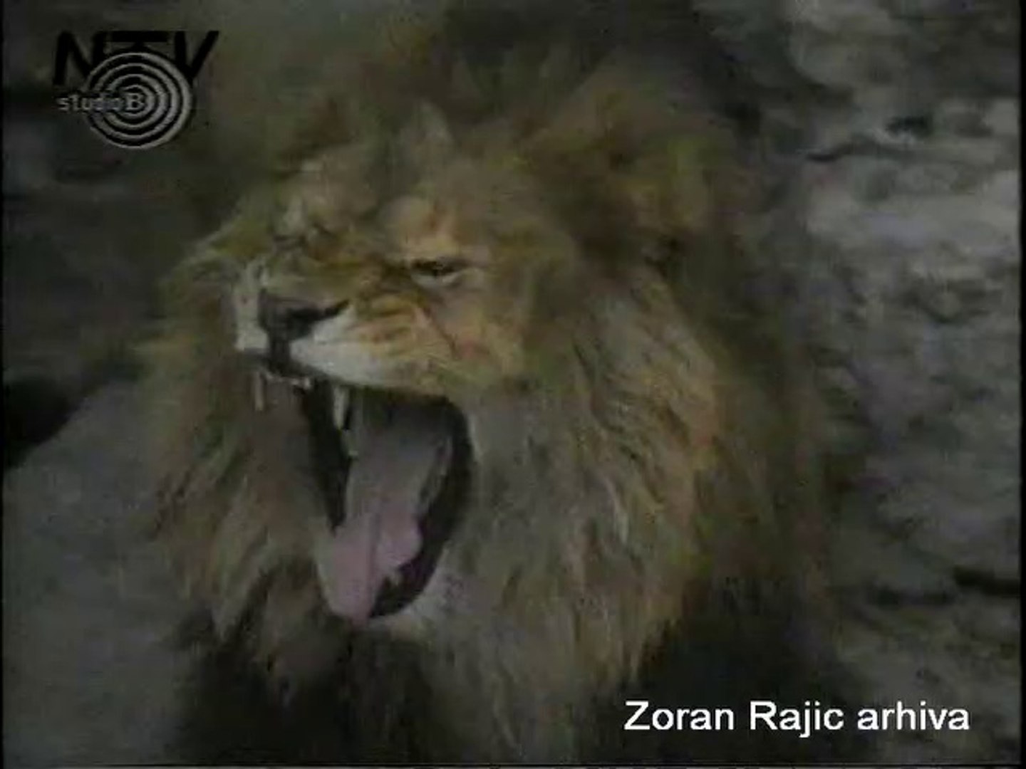 ⁣1991. 12. Zivotinje Beo Zoo Vrt-a
