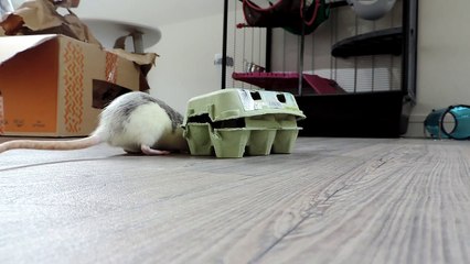 Tic et Tac coffre au trésor