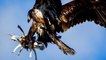 French Army Trains Eagles To Take Down Enemy Drones