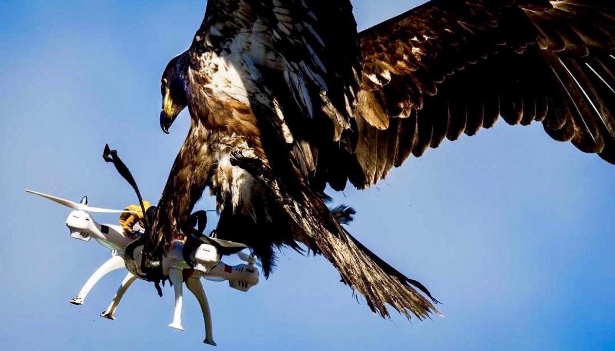 French Army Trains Eagles To Take Down Enemy Drones