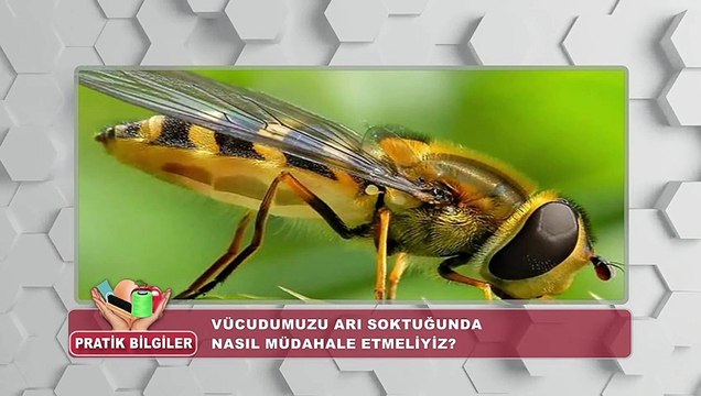 Pratik Bilgiler | Vücudumuzu arı soktuğunda nasıl müdahale etmeliyiz?