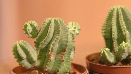 Jardin - Plantes toxiques pour les animaux