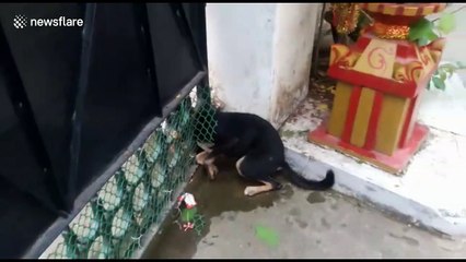 Indian firemen rescue puppy with head stuck in iron gate