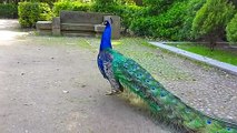 See the beautiful view of peacocks
