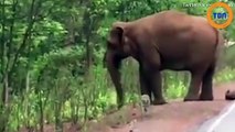 Des images insolites d’un  cortège funèbre d'éléphants...