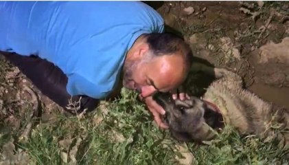 Köpeğine araba çarptığını görünce gözyaşlarına boğuldu