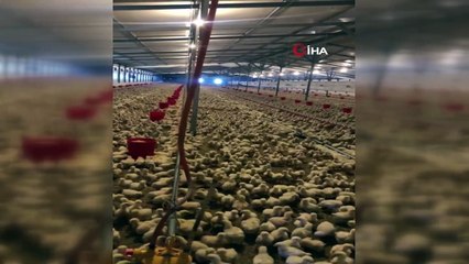 Binlerce civciv tek bir komutla 'hazır ola' geçiyor