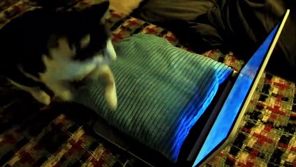 Cat chase invisible bird, funny