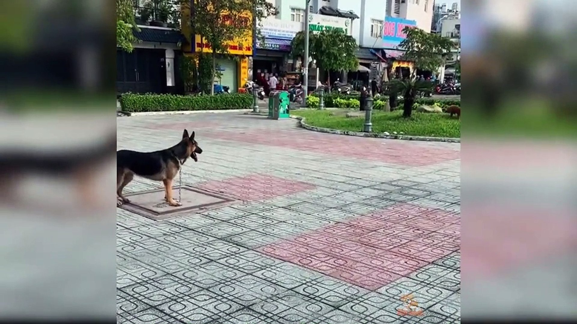 ⁣Dog Reaction to Funny Dog - Funny Couple Dog Reaction Compilation