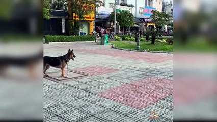 Dog Reaction to Funny Dog - Funny Couple Dog Reaction Compilation