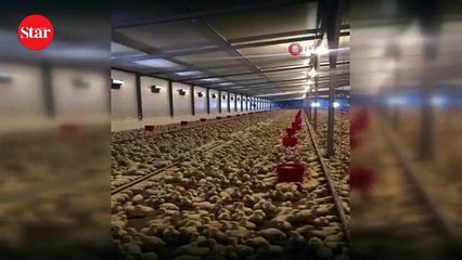 Binlerce civciv tek bir komutla ’hazır ola’ geçiyor