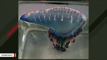South Carolina Authorities Warn Highly Venomous Portuguese Man-Of-Wars Have Washed Ashore
