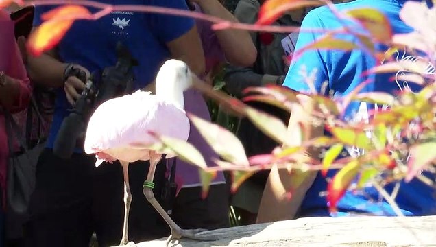 El Oceanogràfic de Valencia presenta el proyecto Islas Oceánicas