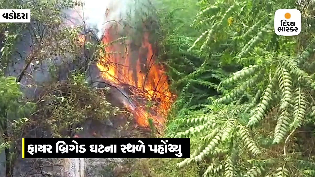 વડોદરાના બાલ ભવન પાસે ઘાસમાં લાગેલી આગ ફાયર બ્ર...