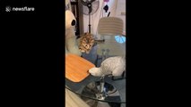 Parrot teaches curious kitten unknown skill