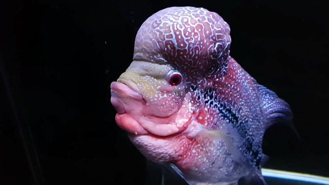 Ep.1 Sweet Potato Betta Tank SETUP - No filter, No CO2, NO ferts 4.5 Gallon Nano Aquarium