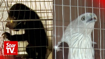 First a baby sun bear, now a Brahminy kite?