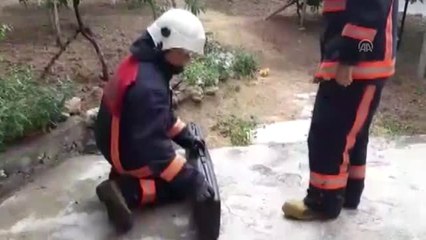 Evin bahçesinde yakalanan yılan doğaya bırakıldı