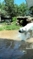 Polar Bear Catches Duck that Flew into Enclosure