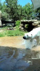 Polar Bear Catches Duck that Flew into Enclosure