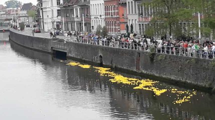 Tournai course de canards sur escaut 10.06.2019