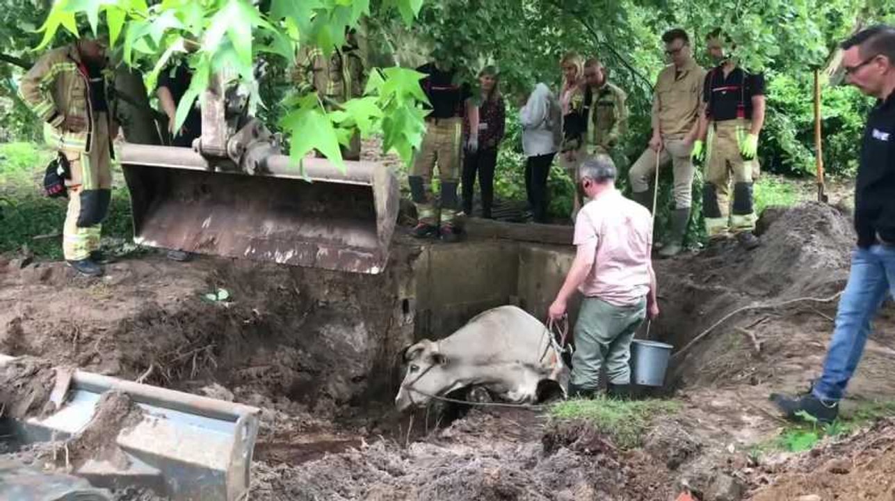 Jurbise - Une vache sauvée par les pompiers