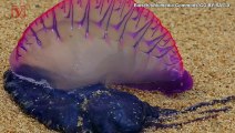 Portuguese Man-of-Wars Keep Washing Up on East Coast Shores