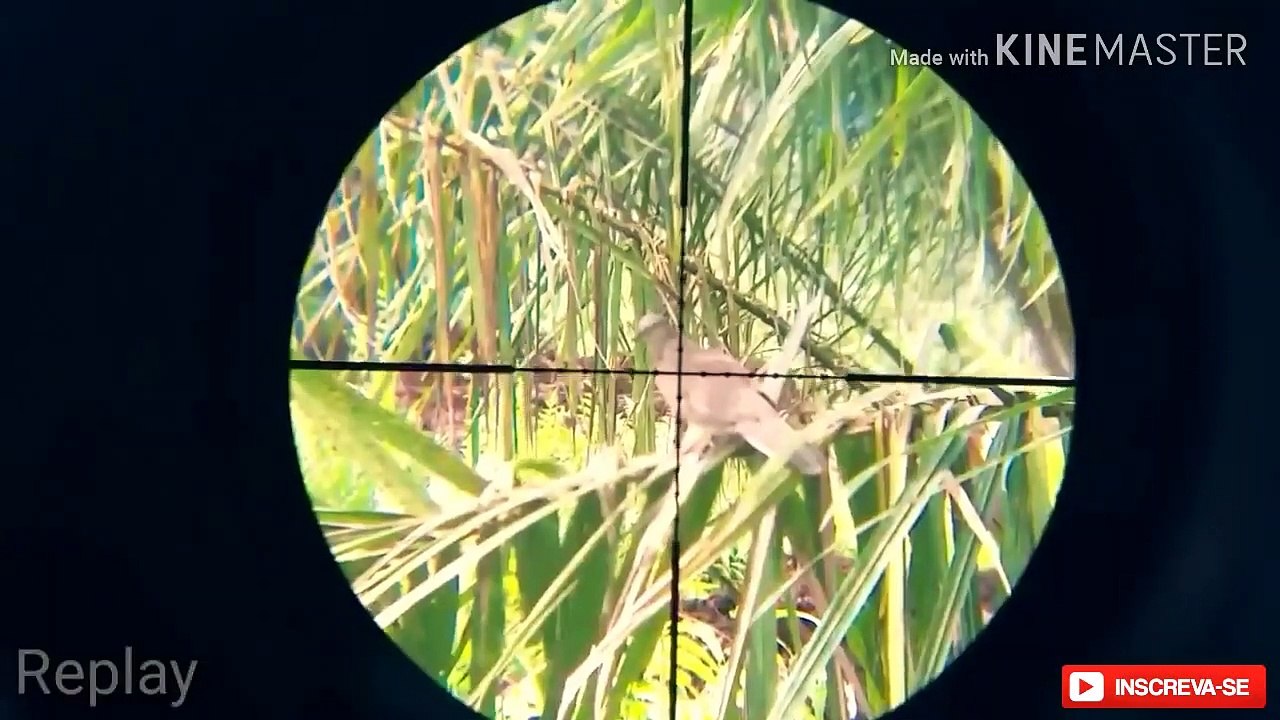 Dove Hunting with pcp air guns  Random Hunts