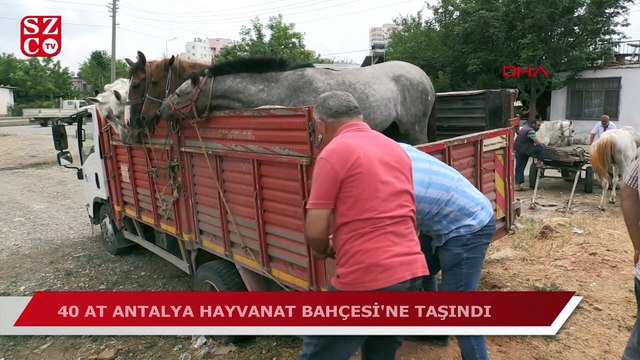 Atlar, hayvanat bahçesine götürüldü