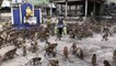 Lunch line: Barrel of monkeys storm woman for food in Thailand
