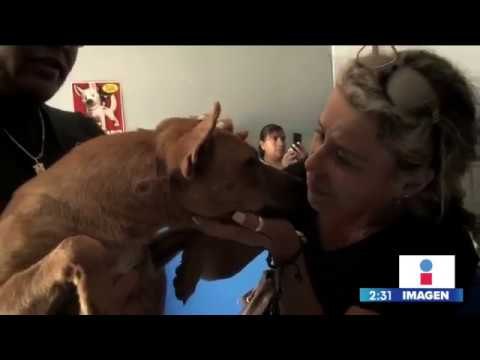 Descubren indignante maltrato a una perrita | Noticias con Yuriria Sierra