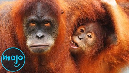 10 Animals That Are Almost Extinct