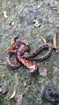 Terrible combat entre un serpent et un mille-pattes géant... Terrifiant