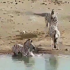 Un zèbre veut se débarrasser d'un jeune rival : méthode radicale