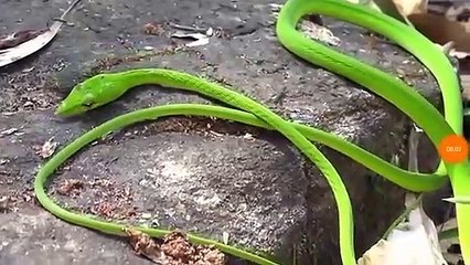 Ce serpent vert est très bizarre... Aspect surréaliste
