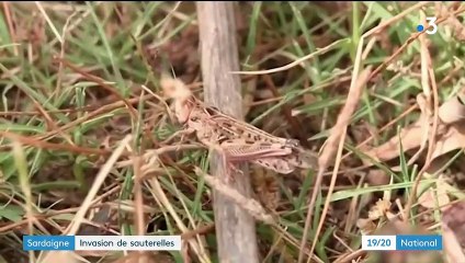 Sardaigne : une invasion de sauterelles ravage les récoltes