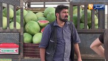 الوادي: إنهيار أسعار البطيخ..يهدد الفلاحين بخسائر كبيرة