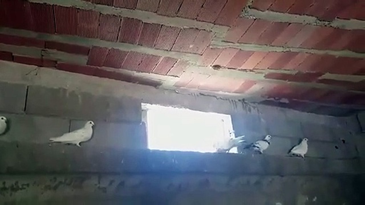الذكر آآ ذكر‬
