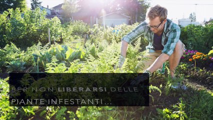 Erbacce: 3 buoni motivi per non liberarsene! (Video)