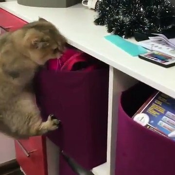 Ce chat est vraiment déterminé à sortir son jouet de son sac. Trop marrant !