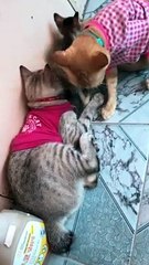 Clothed Kitties Keeping Clean