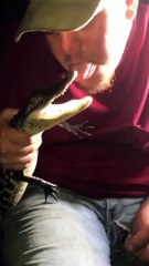 Pet Alligator Latches On