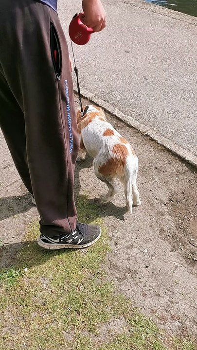 Excited Cocker Spaniel has Fainting Goat Syndrome