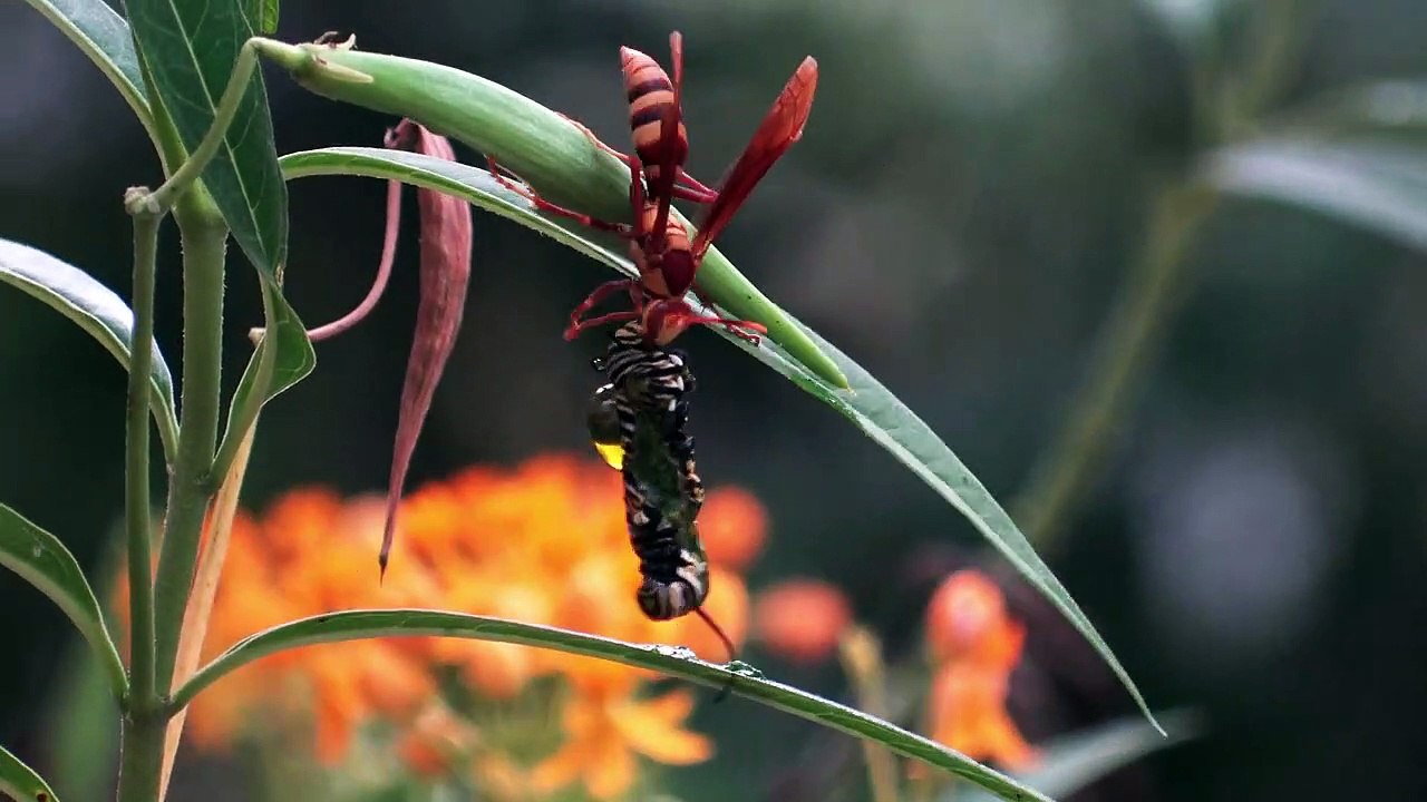 Executioner Wasp Preys on Caterpillar