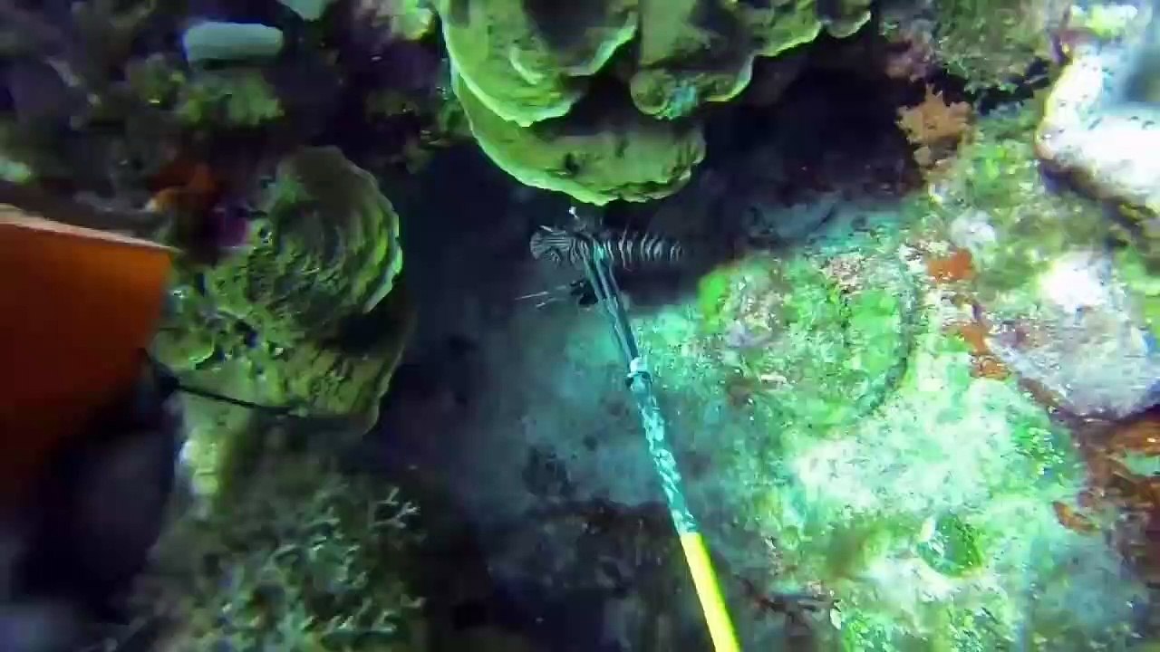 Sharks Attacking People Compilation